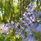 Hyacinthoides hispanica Excelsior