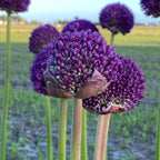 Allium giganteum