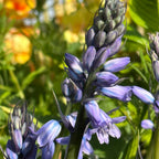 Hyacinthoides hispanica Excelsior