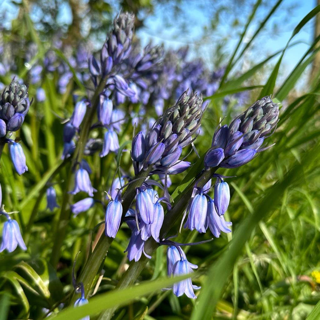 Hyacinthoides hispanica Excelsior