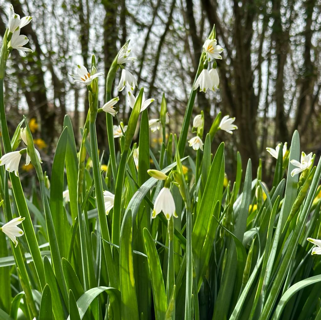 Leucojum aestivum Gravetye Giant