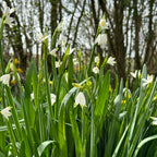 Leucojum aestivum Gravetye Giant