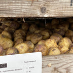 Hyacinthoides hispanica Excelsior