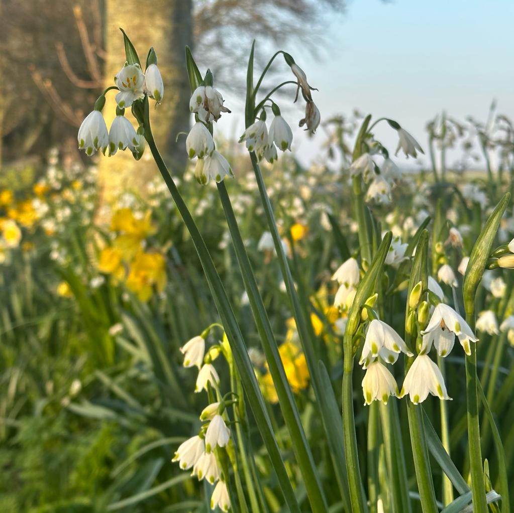 Leucojum aestivum Gravetye Giant