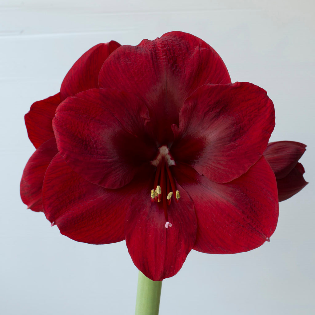 Amaryllis Premiere