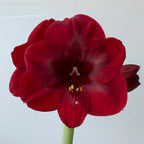 Amaryllis Premiere