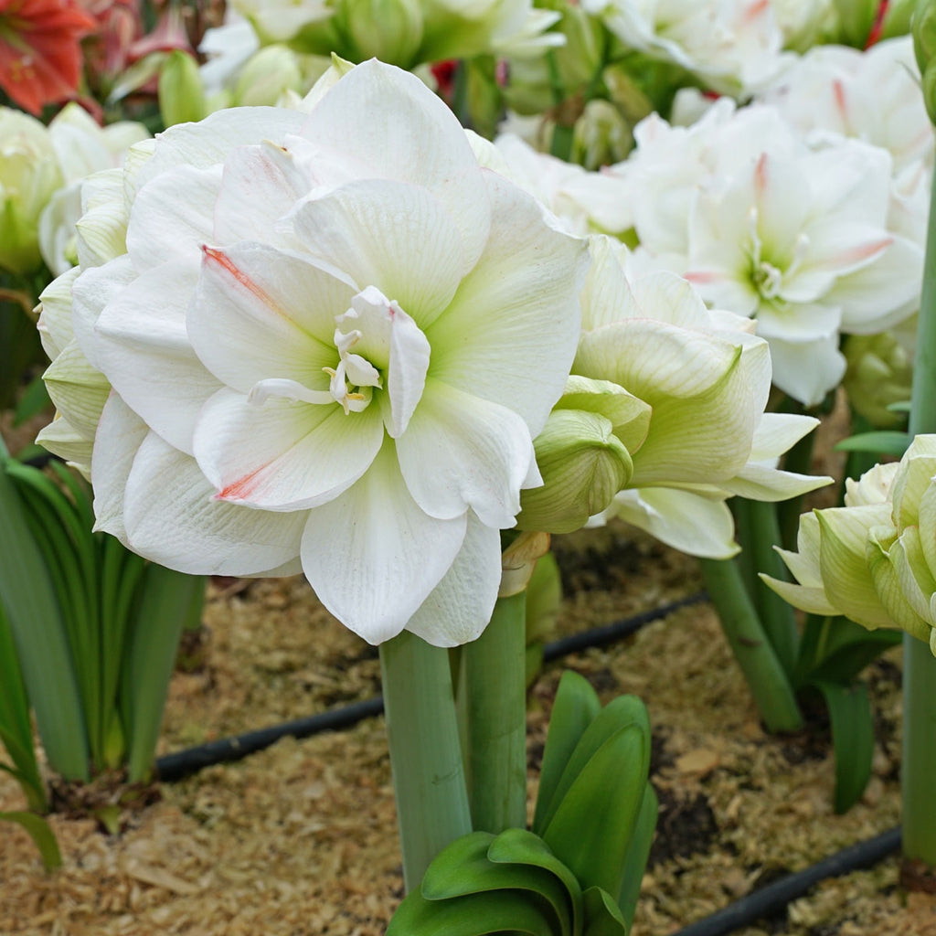 Amaryllis White Amadeus