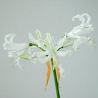 Nerine bowdenii Alba