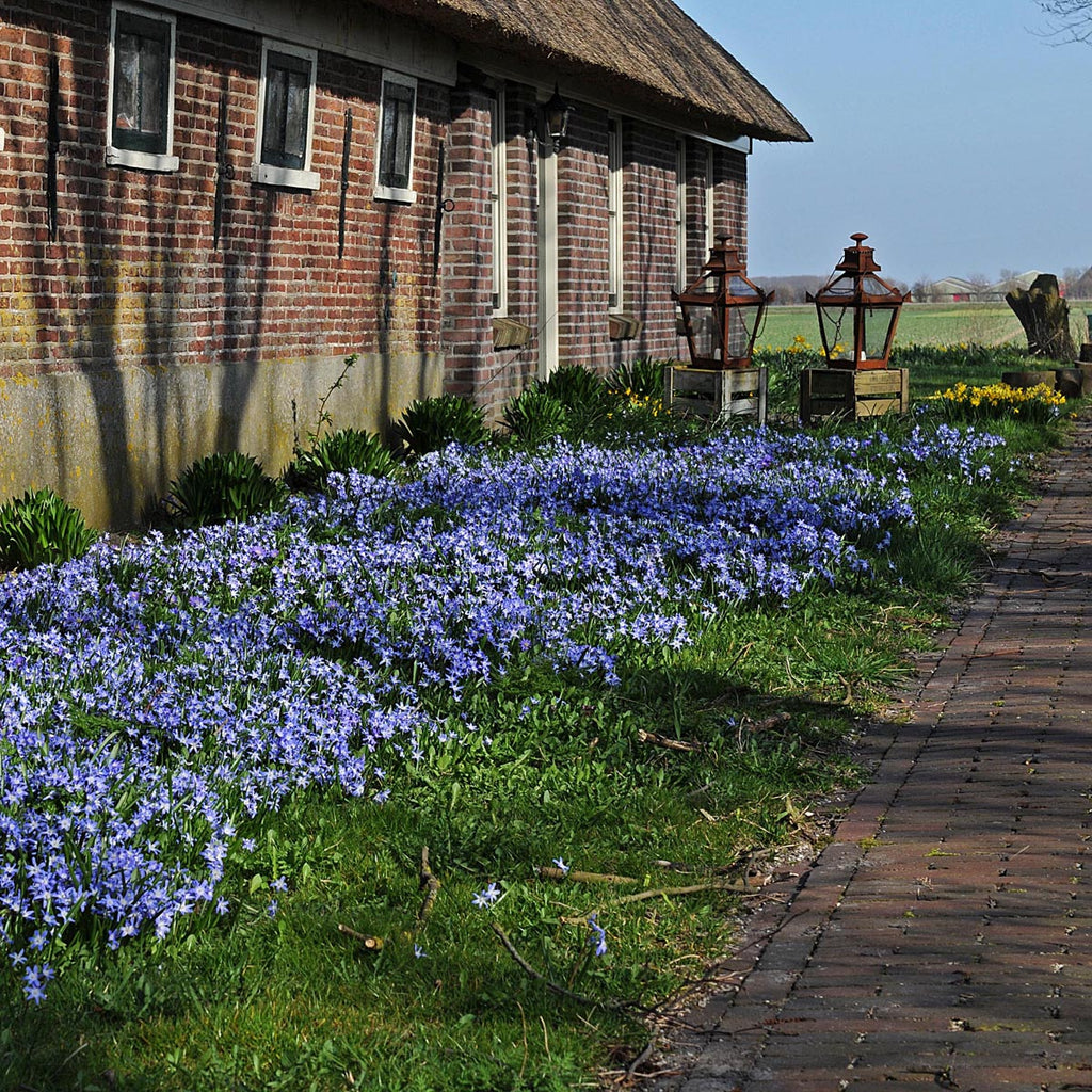 Chionodoxa forbesi (Schneestolz)