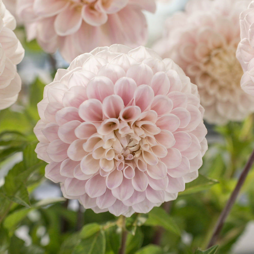 Dahlie Sweet Nathalie