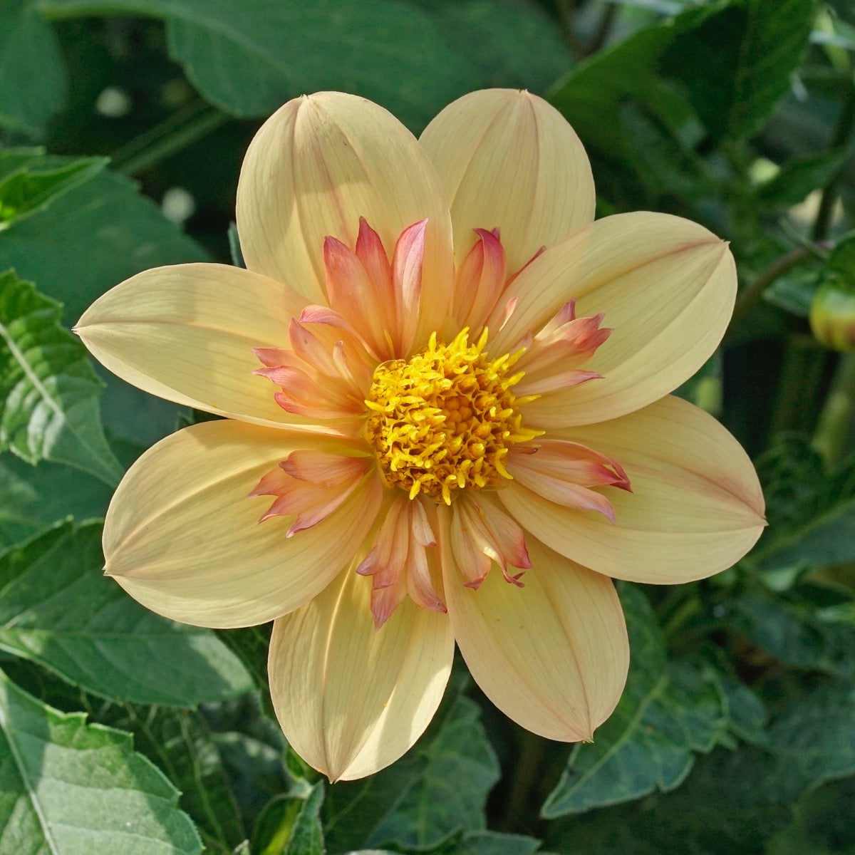 Dahlie Kelsey Annie Joy