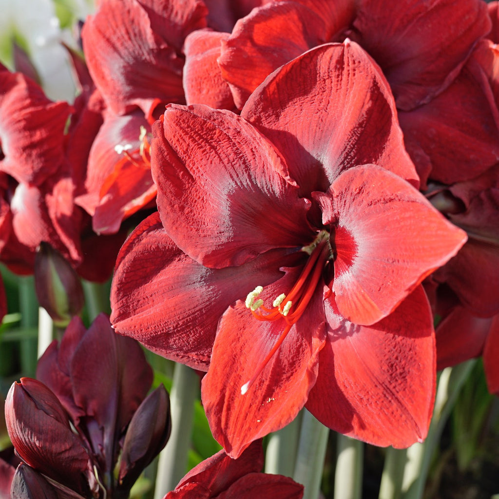 Amaryllis Grand Diva