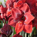 Amaryllis Grand Diva