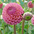 Dahlie Caitlin's Joy