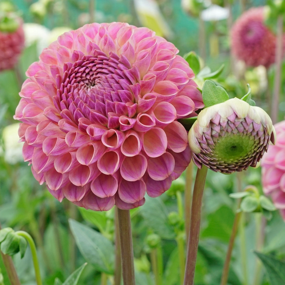 Dahlie Caitlin's Joy