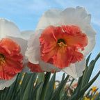 Narcissus Precocious