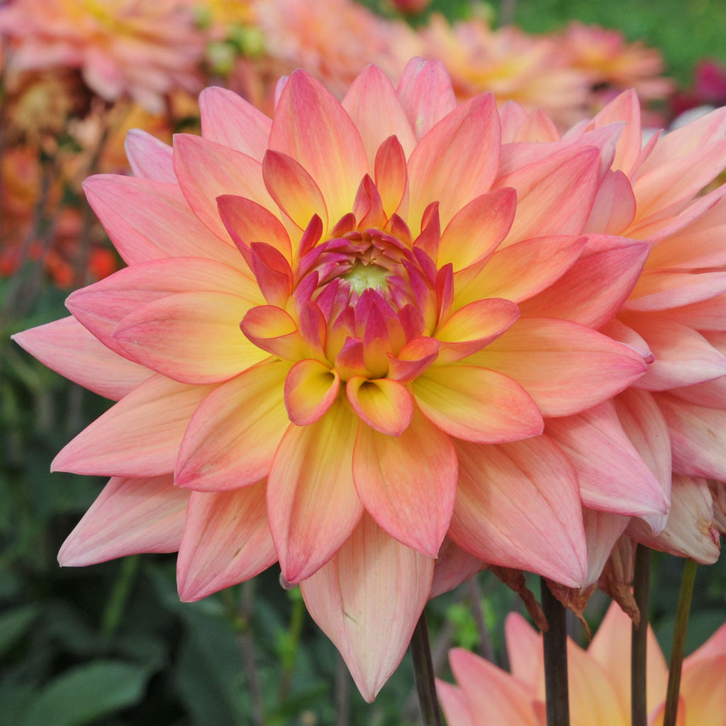 Dahlia Melody Dora