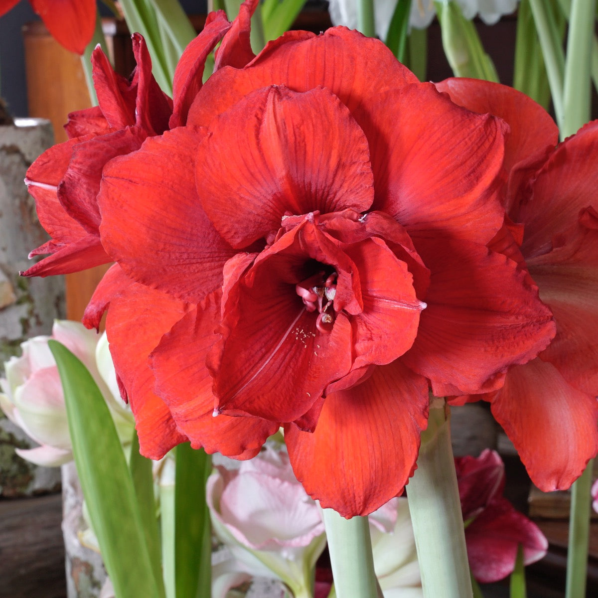 Amaryllis Double King
