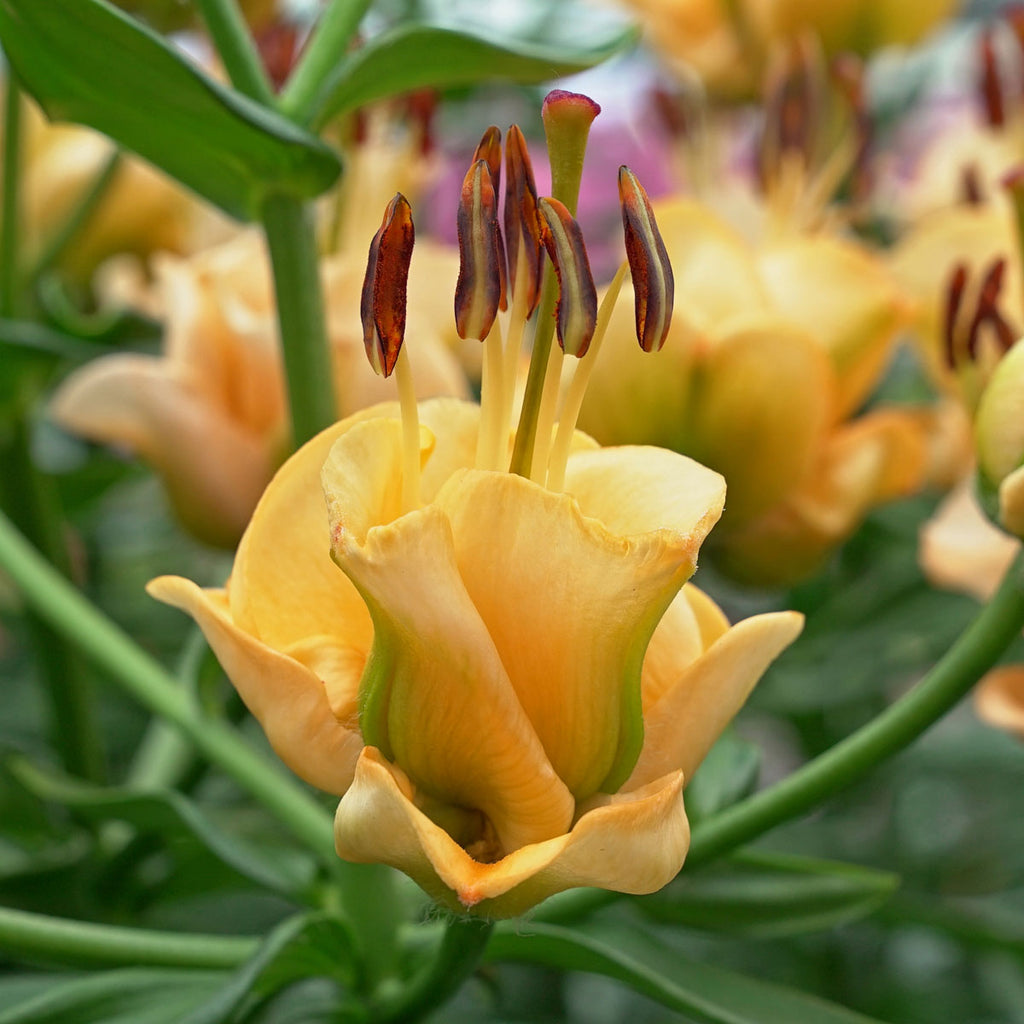 Lilium Apricot Fudge