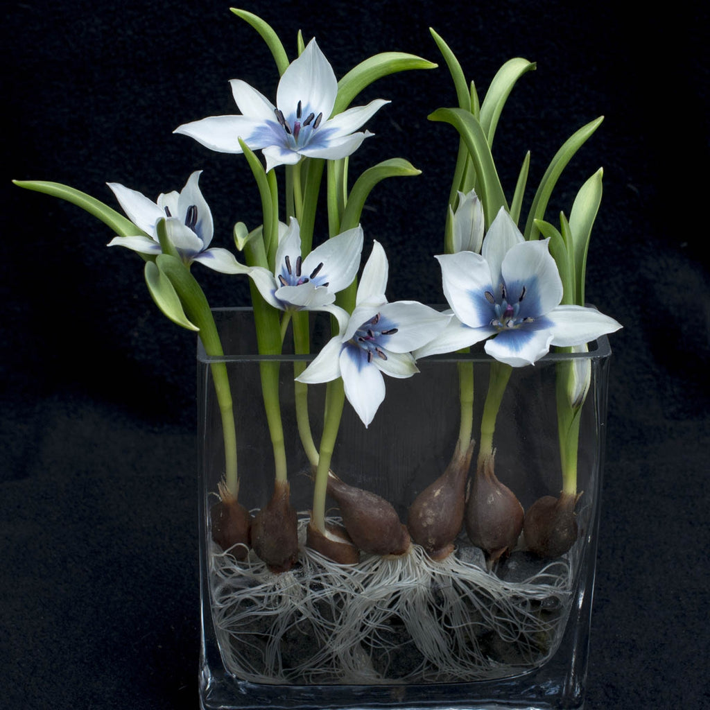 humilis Alba Coerulea Oculata