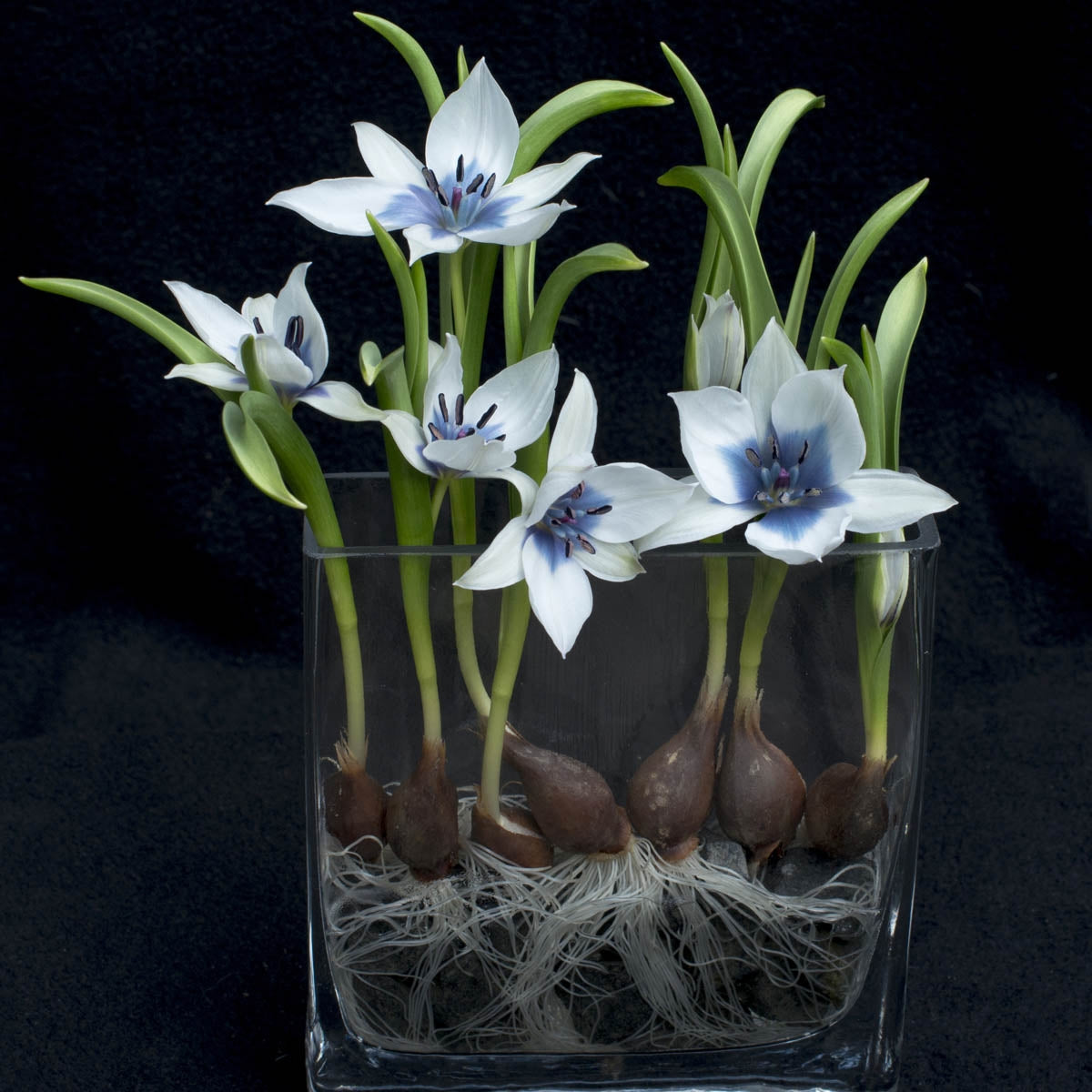 humilis Alba Coerulea Oculata