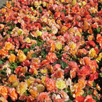 Begonie On Top Sunset Shades
