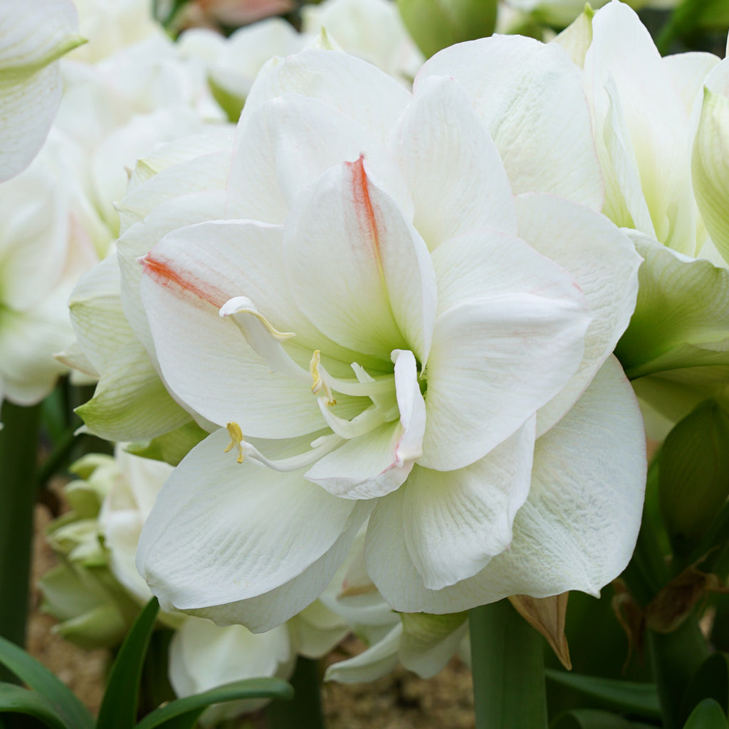 Amaryllis White Amadeus