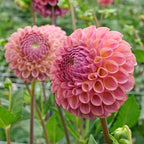 Dahlie Caitlin's Joy