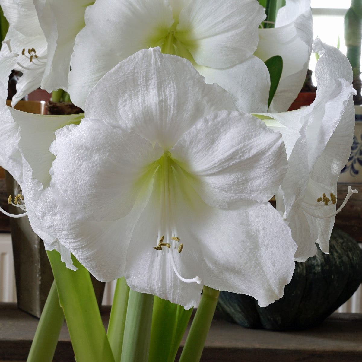 Amaryllis Moscow