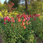 French Blend Rose™