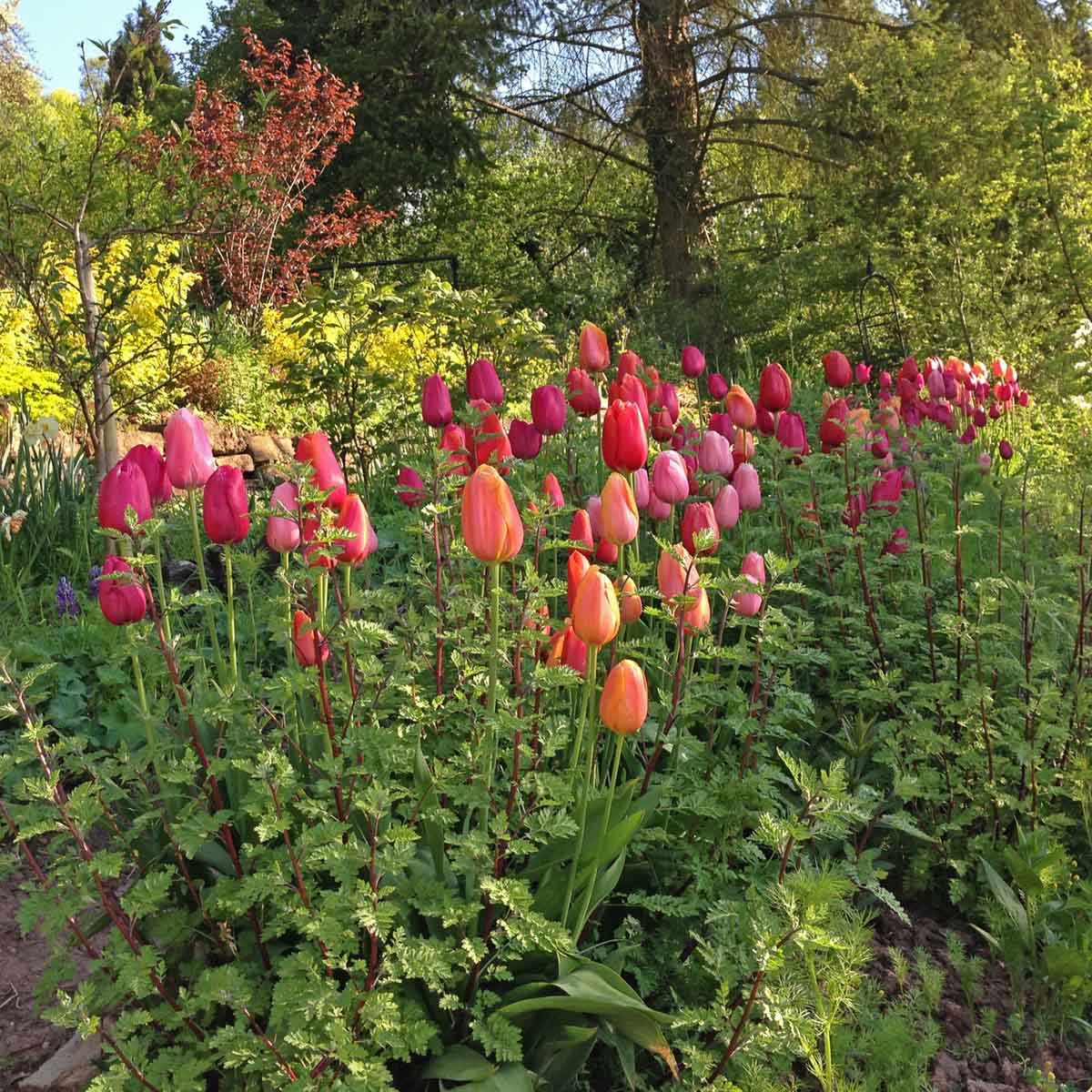 French Blend Rose™