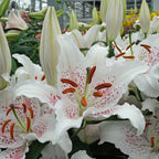 Lilium Muscadet