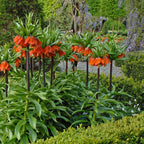 Fritillaria imperialis Rubra Maxima