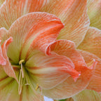 Amaryllis Exotic Nymph
