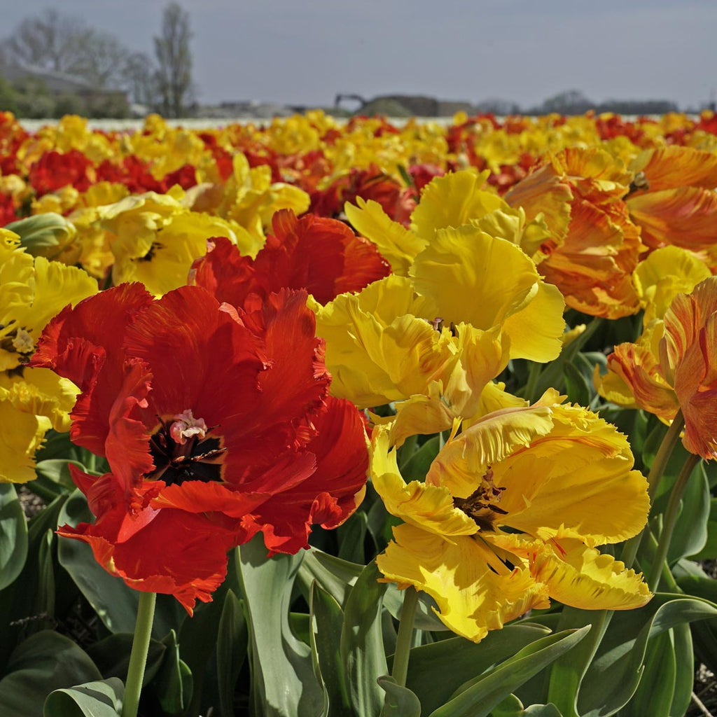 Mixture Tulipa Tukano