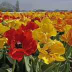Mixture Tulipa Tukano