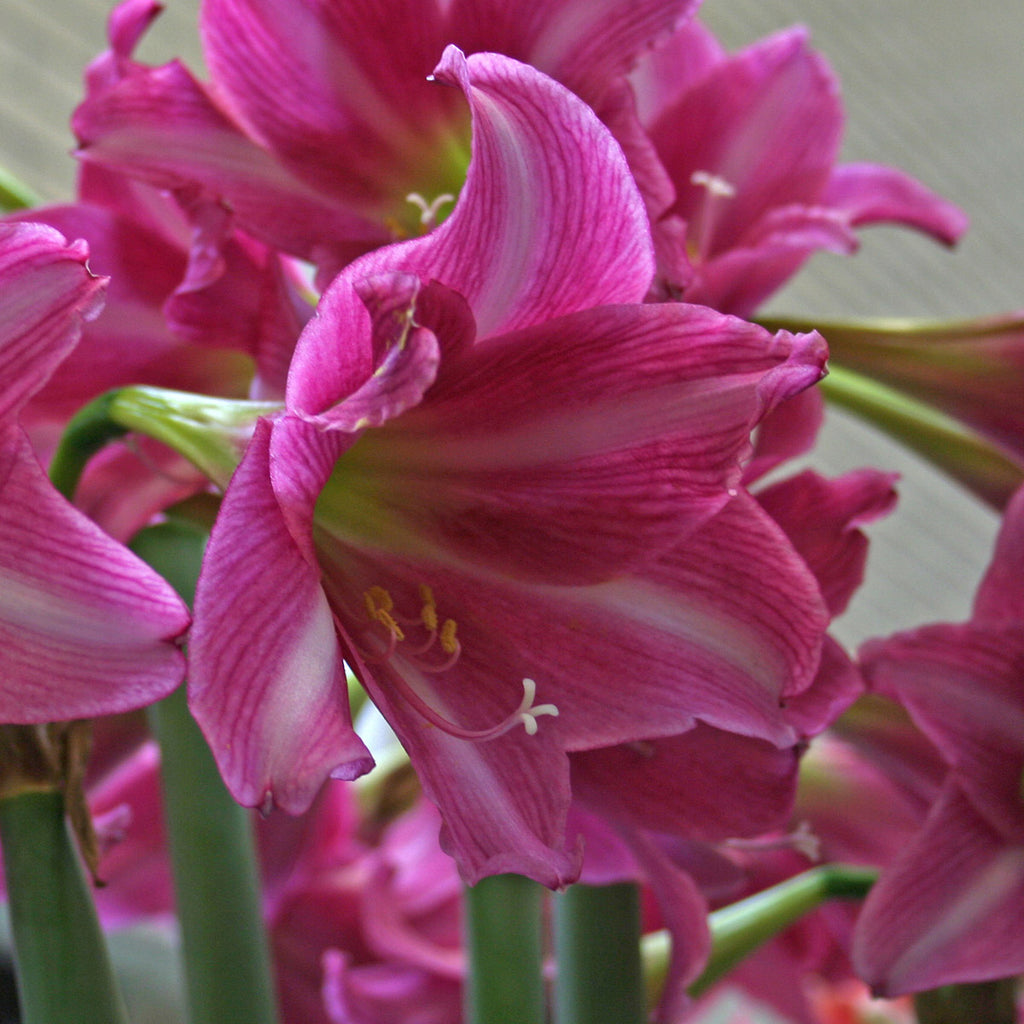 Amaryllis Estella