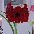 Amaryllis Red Pearl