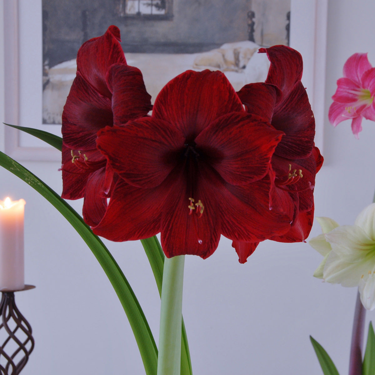 Amaryllis Red Pearl
