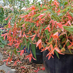 Begonie bertinii San Francisco