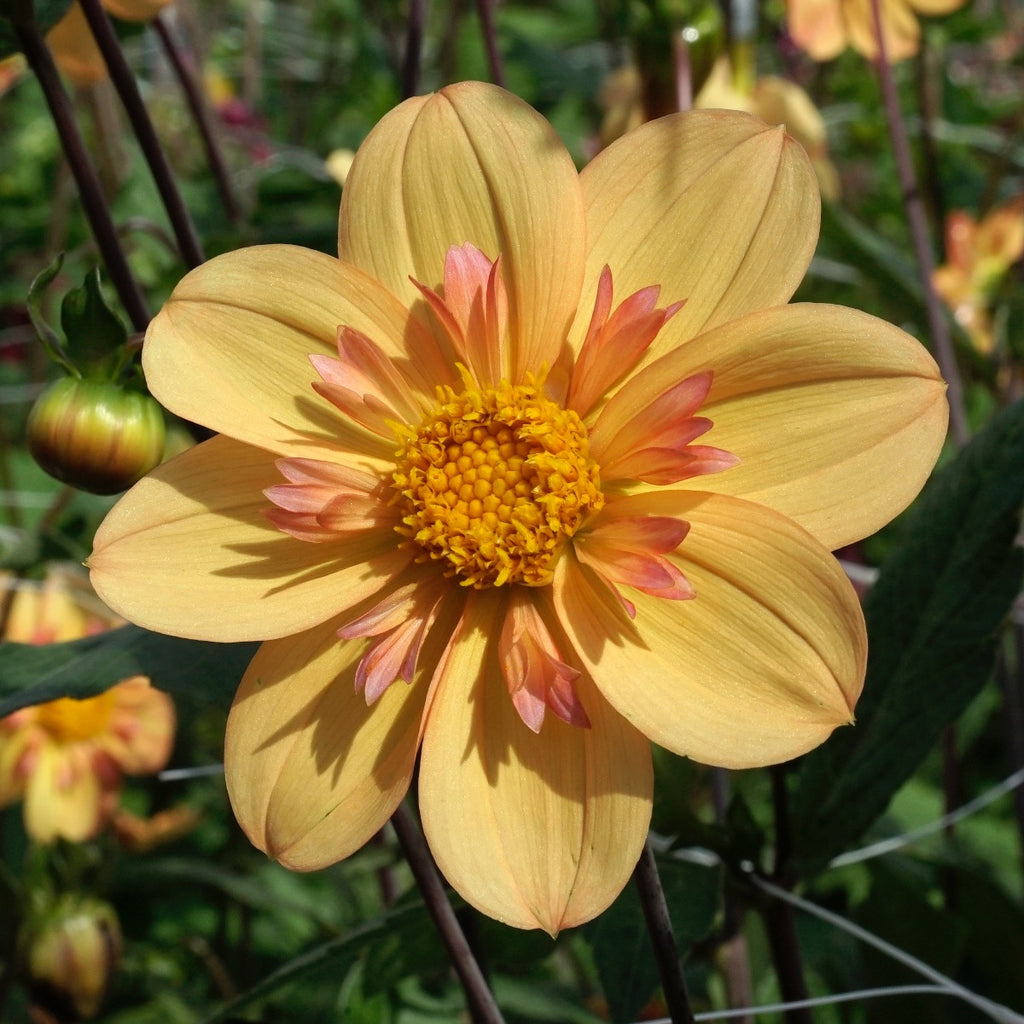 Dahlie Kelsey Annie Joy