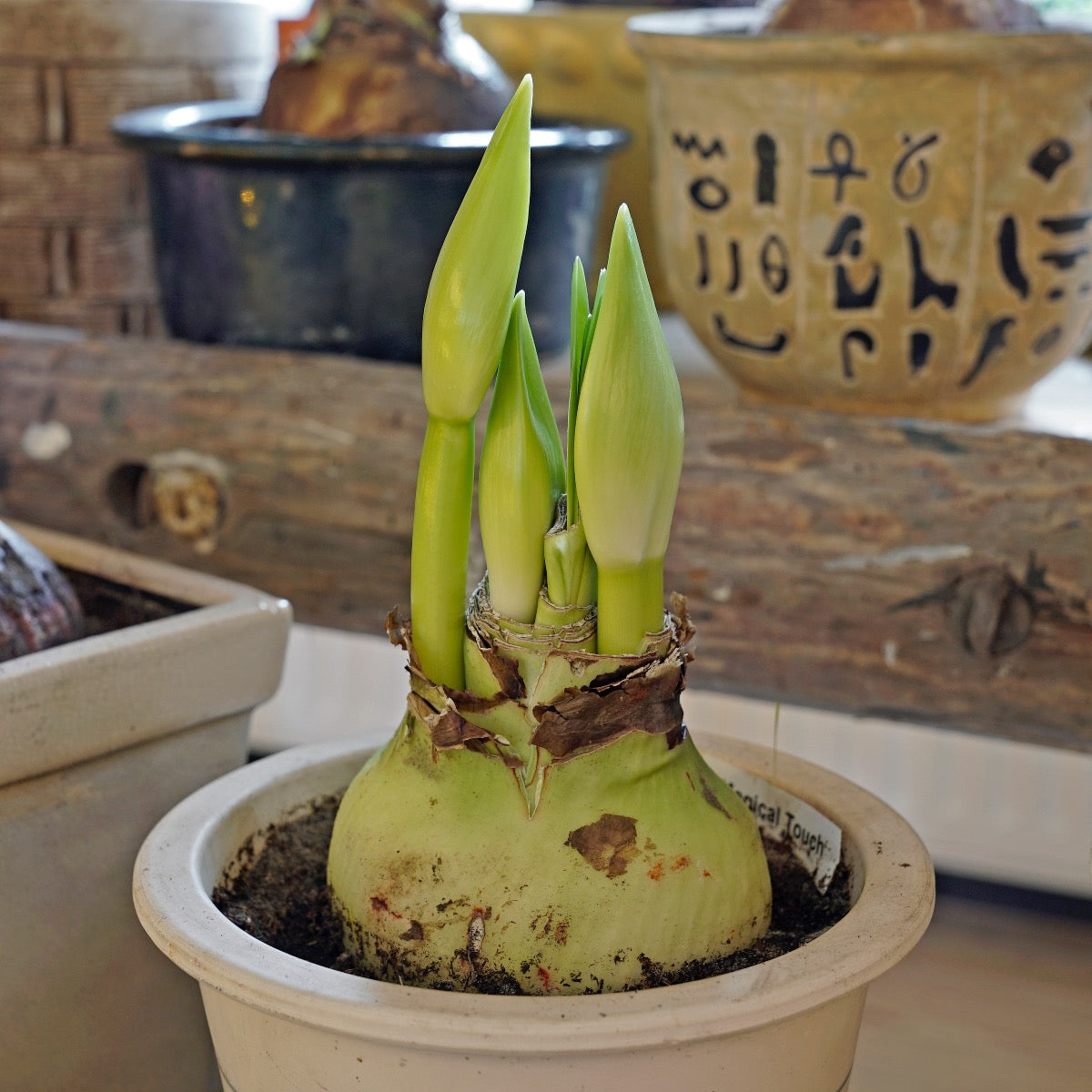 Amaryllis Magical Touch