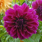 Dahlie Thomas A. Edison