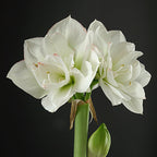 Amaryllis White Amadeus