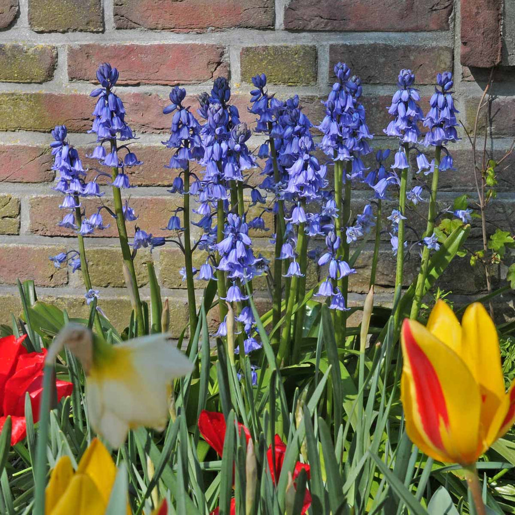 Hyacinthoides hispanica Excelsior