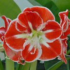 Amaryllis Samba