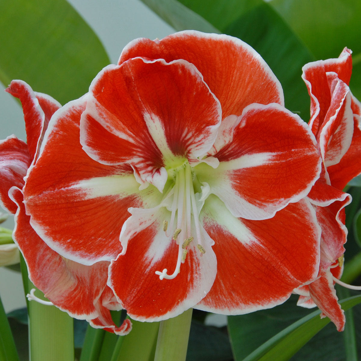 Amaryllis Samba