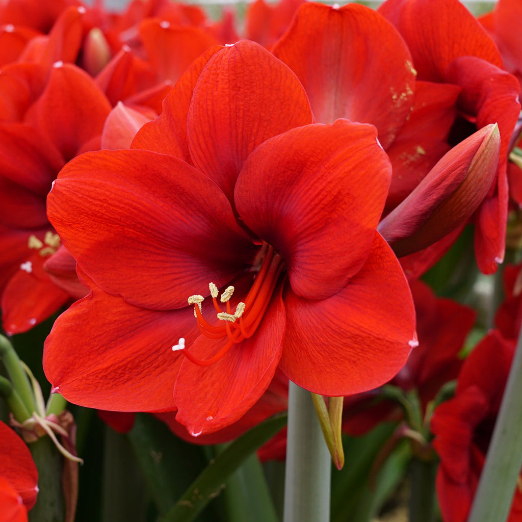 Amaryllis Ferrari