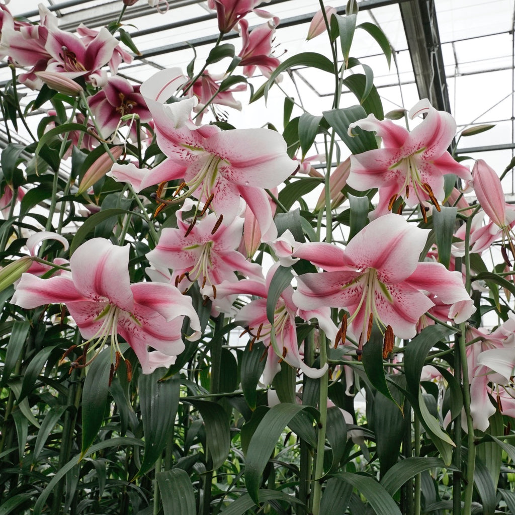 Lilium Anastasia