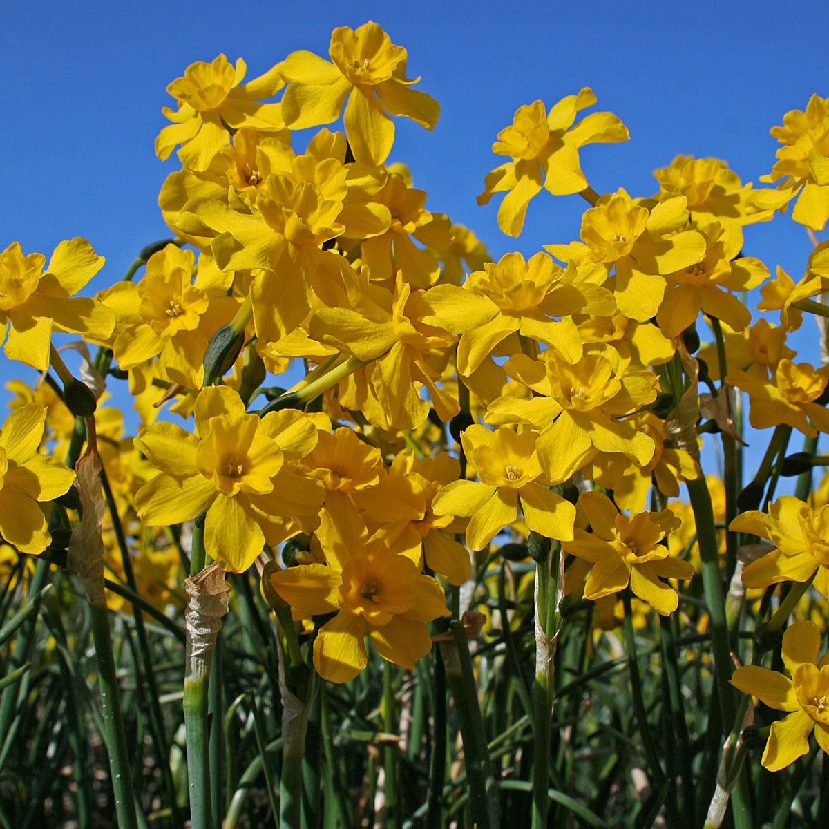 Narcissus fernandesii